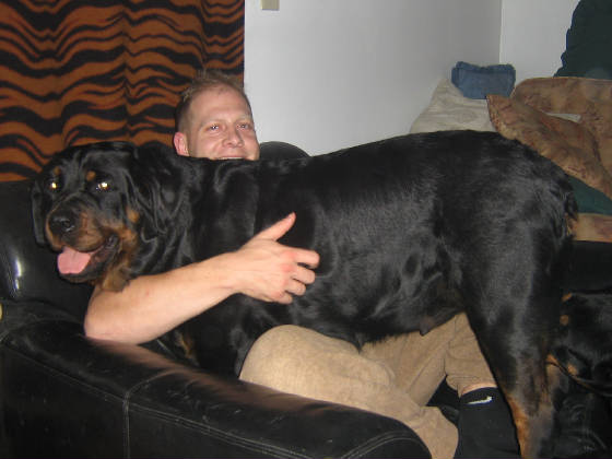 oversized rottweilers