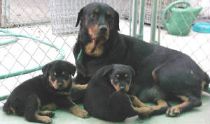 Meeko & 6 Week Old Pups