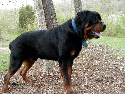 largest rottweiler ever