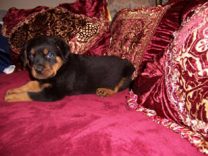 conniepup6wkonbedmouthclosew.jpg